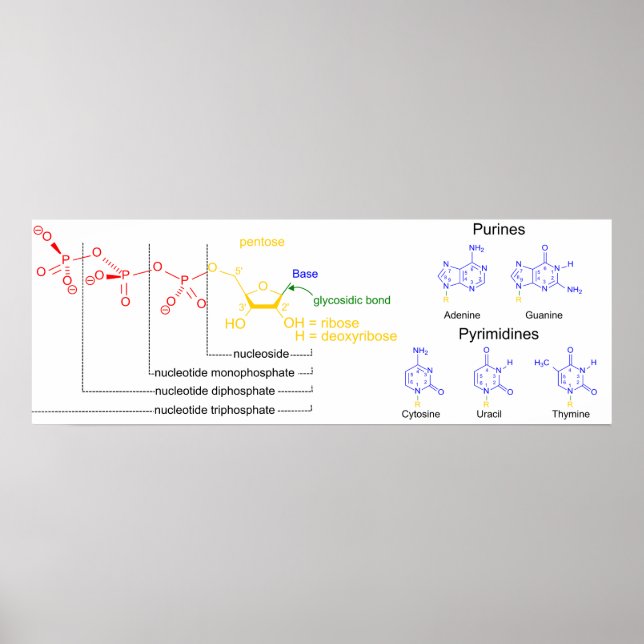 Diagram of the Major Nucleotide Molecules Poster (Front)