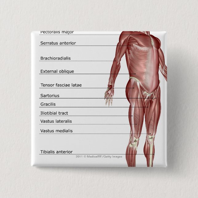 Diagram of the muscular system 15 cm square badge (Front)