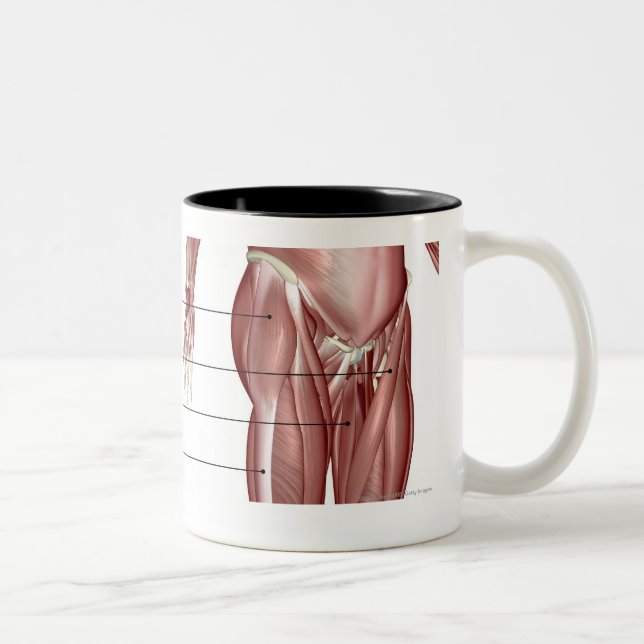 Diagram of the muscular system Two-Tone coffee mug (Right)