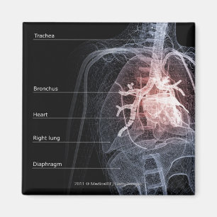 Diagram of the respiratory system and the heart magnet