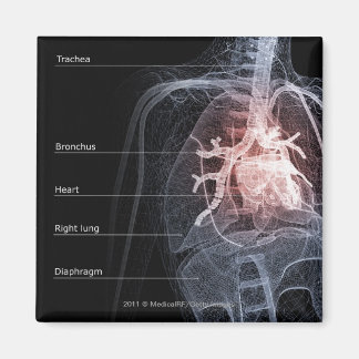 Diagram of the respiratory system and the heart magnet