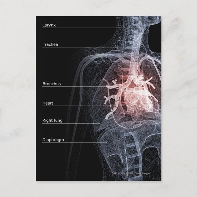 Diagram of the respiratory system and the heart postcard (Front)