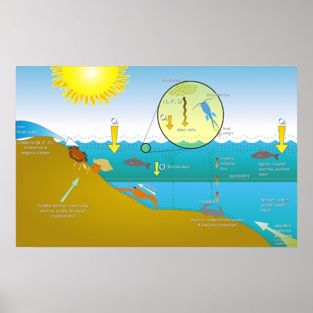 Diagram of the Water Eutrophication Process Poster (Front)