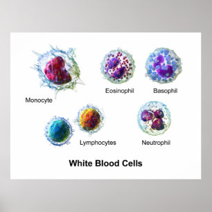 Diagram of White Blood Cells Leukocytes Poster