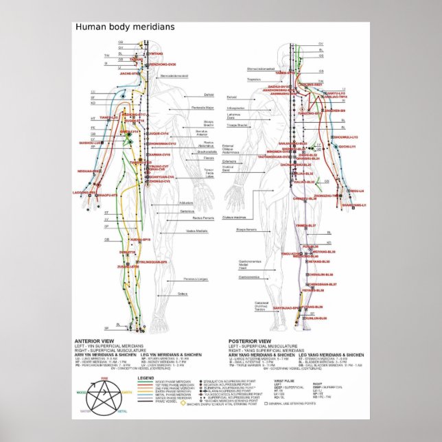  Diagram Schematic Chinese Meridians Human Body  Poster (Front)