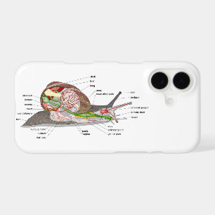 Diagram snail Helix aspersa split-sectioned organ