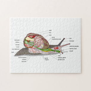 Diagram snail Helix aspersa split-sectioned organ Jigsaw Puzzle