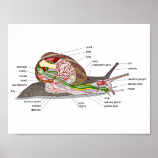 Diagram snail Helix aspersa split-sectioned organ Poster