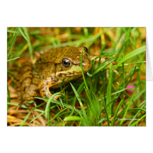 Dialogue with a Frog