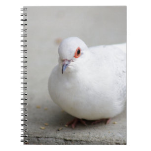 Diamond Dove Bird journal