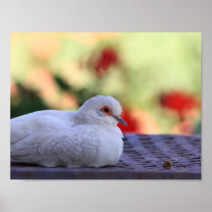 Diamond dove bird poster