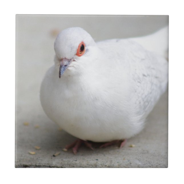 Diamond Dove bird tile (Front)