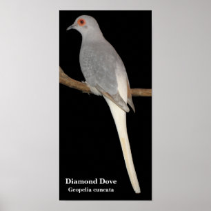 diamond dove, Diamond Dove , Geopelia cuneata Poster