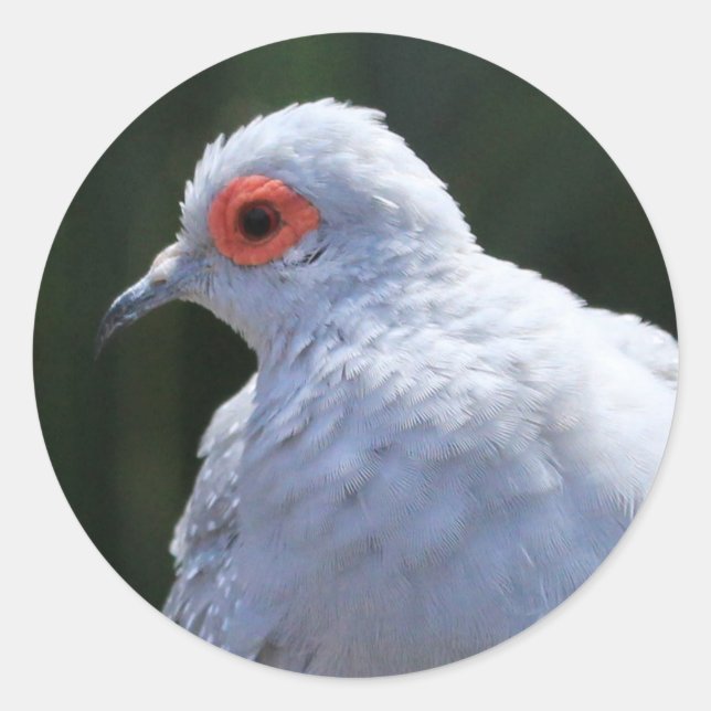 Diamond Dove in the Spotlight Classic Round Sticker (Front)