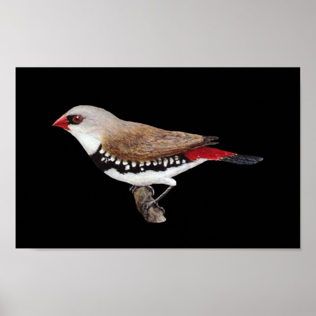 Diamond Firetail Finch - Stagonopleura guttata Poster (Front)