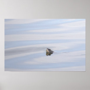 Diamondback Terrapin Turtle Face Poster