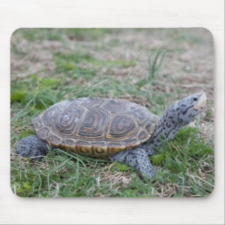 diamondback terrapin turtle mousepad