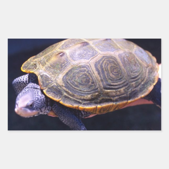 Diamondback Turtle Rectangular Sticker (Front)