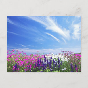 Dianthus and Salvia Flowers Postcard