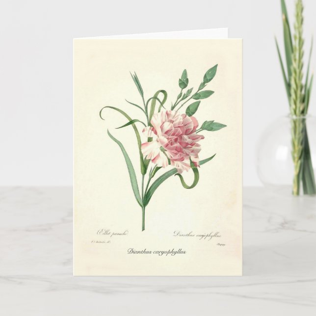Dianthus caryophyllus card (Front)