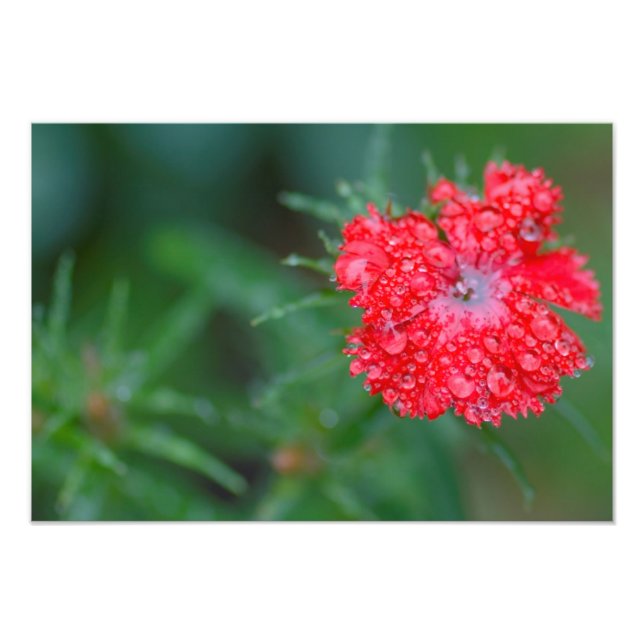 Dianthus flower after a rain photo print (Front)