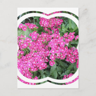 Dianthus Perennial Postcard