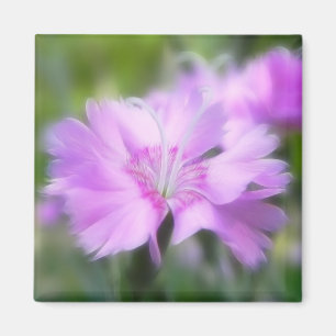 Dianthus Plumarius Flower Magnet