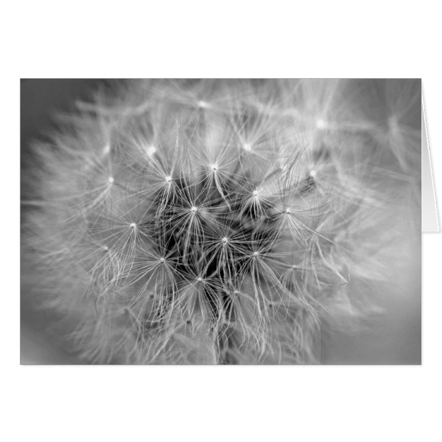 Diaphanous (Front Horizontal)