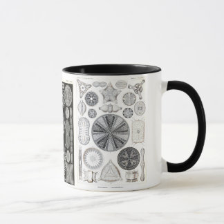 diatom, diatom, navicula mug