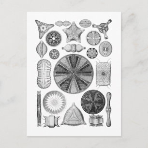 Diatoms Postcard