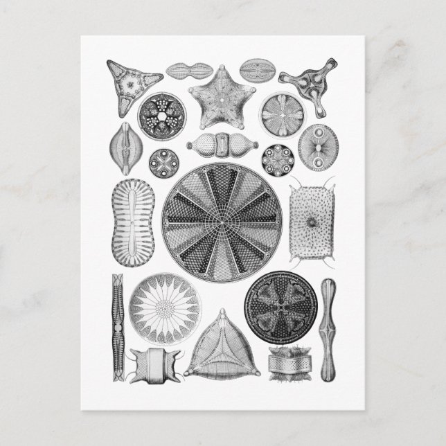 Diatoms Postcard (Front)