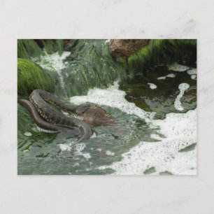 Dice snake eating fish postcard