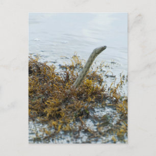 Dice snake put out the head from water postcard
