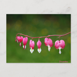 Dicentra - Pink Heart Shape Floral Postcard