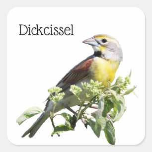 Dickcissel Bird Square Sticker