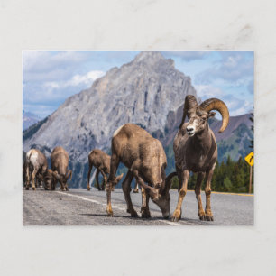 Dickhornsheep in the Rocky Mountains Postcard