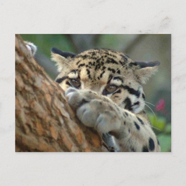 Did I Get It? Postcard (Front)