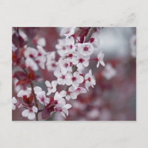 Did someone order some bokeh? postcard