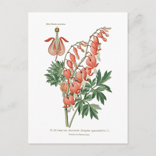 Dielytra (Dicentra) spectablis Postcard (Front)