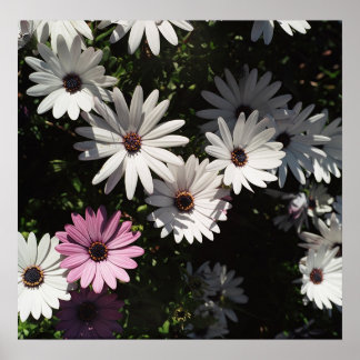 Different and still beautifull poster