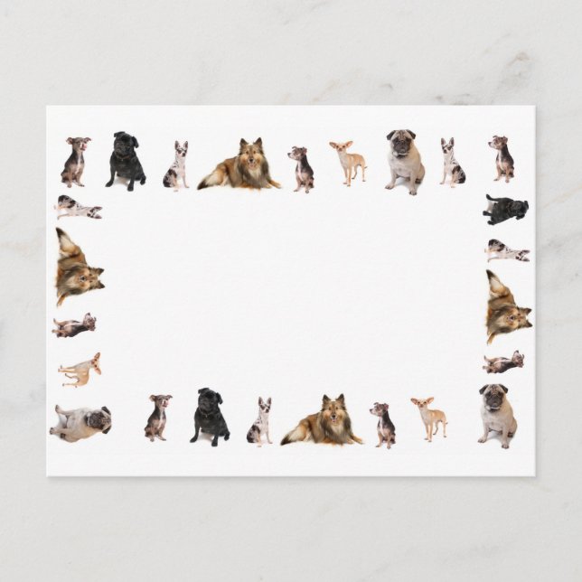 Different dog breeds in a row postcard (Front)
