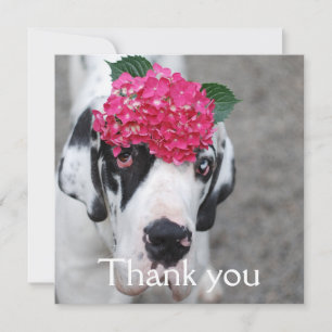 Different eye colours Great Dane Announcement