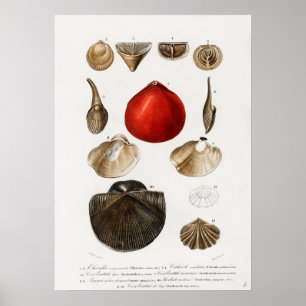 Different types of mollusks poster
