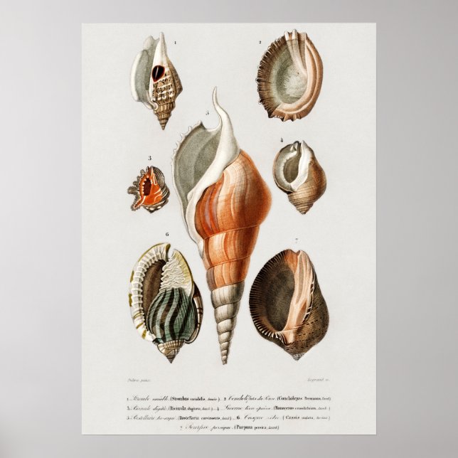 Different types of mollusks poster (Front)