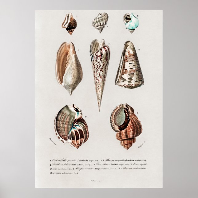 Different types of mollusks poster (Front)