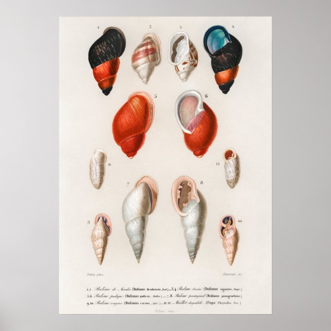 Different types of mollusks poster (Front)