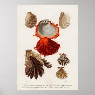 Different types of mollusks poster