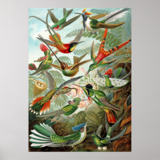 Different Varieties of Hummingbirds Poster