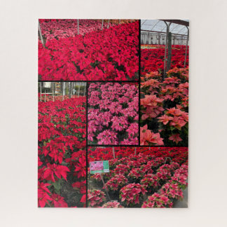 Difficult Christmas Poinsettias 500 pieces Jigsaw Puzzle