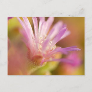 Diffused Image Of A Colourful Succulent Flower Postcard